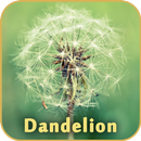 Dandelion Live Wallpaper APK