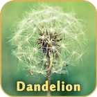 Dandelion Live Wallpaper आइकन