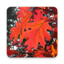 Beauté automne fond d'écran HD APK