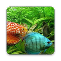 Beauty Fish Wallpaper