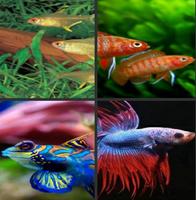 Beauty Fish Wallpaper poster