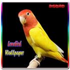 Lovebird Wallpaper 图标