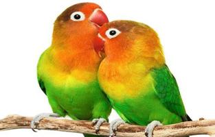 Lovebird Wallpaper capture d'écran 1