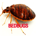 Bedbugs Disease