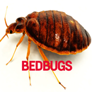 Bedbugs Disease APK
