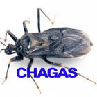 Chagas Disease icône