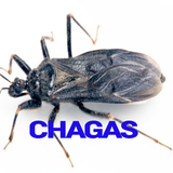 Chagas Disease icon