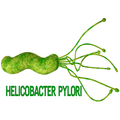 Helicobacter Pylori
