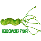Helicobacter Pylori icône