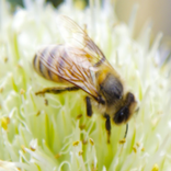 Beekeeping and bee diseases