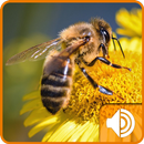 Bee Sounds APK