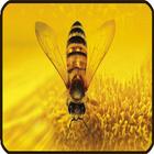 Bee Wallpaper ไอคอน