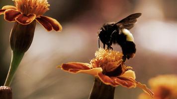 Papier peint abeille capture d'écran 1