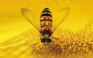 Bee Wallpaper ภาพหน้าจอ 3