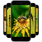 Bee Wallpapers icon