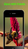 Bee Wallpapers Affiche