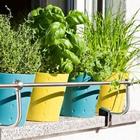 Le potager aromatique ícone