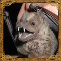 Bat Sounds
