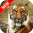 Bengal Tiger Wallpapers aplikacja