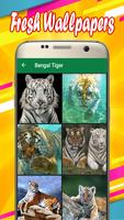 Bengal Tiger Wallpapers plakat