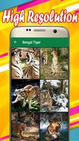 Bengal Tiger Wallpapers captura de pantalla 1