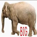 Big Small Song w/ lyrics for Kids Learning Offline APK