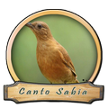 Canto do Sabia