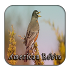 Best Chirping American Robin icône