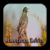 Best Chirping American Robin poster
