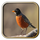 Kicau American Robin Zeichen