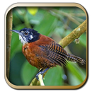 Kicau Burung Wren Lengkap APK