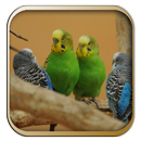 Kicau Burung Parkit Australia-APK