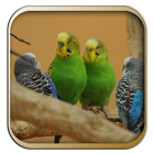 Kicau Burung Parkit Australia-icoon