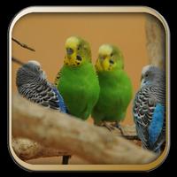 Kicau Burung Parkit Australia Affiche