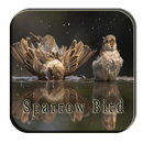 Sparrow Bird Songs-APK