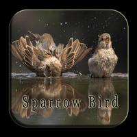 Sparrow Bird Songs ポスター