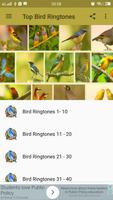 Top Bird Ringtones 海报