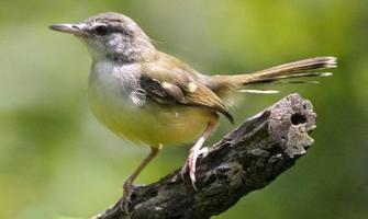 Terapi Burung Ciblek syot layar 1