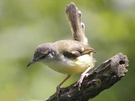 Terapi Burung Ciblek syot layar 2