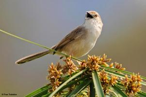 Terapi Burung Ciblek syot layar 3