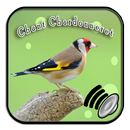 Chant Chardonneret de Algerie APK