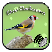 TÉLÉCHARGER CHANT CHARDONNERET ALGERIEN MP3 GRATUITEMENT MP3 GRATUITEMENT TÉLÉCHARGER CHARDONNERET CHANT ALGERIEN
