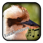 Suara Burung Kookaburra icône