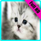 Cat Wallpaper Full HD 😸😻😽 biểu tượng