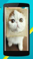 Cat Wallpaper Full HD 😸😻😽 স্ক্রিনশট 3