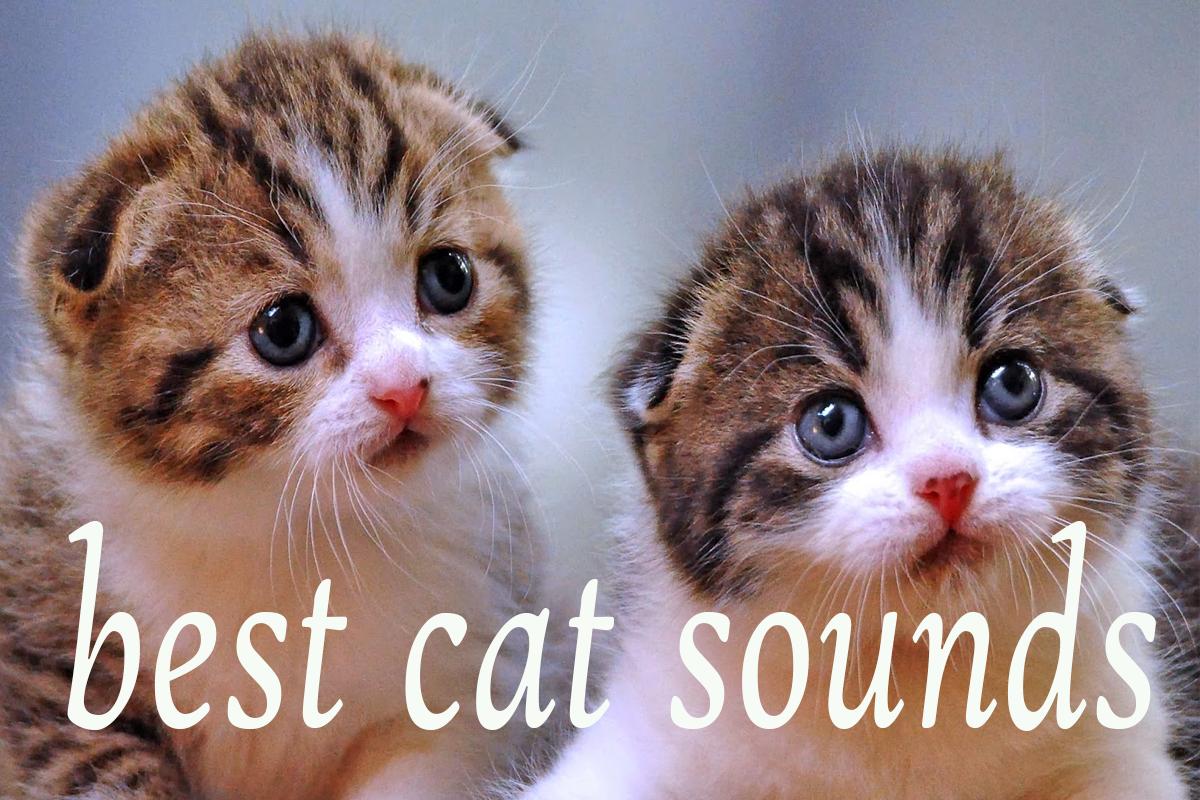 Cat Sounds Mp3 for Android - APK Download