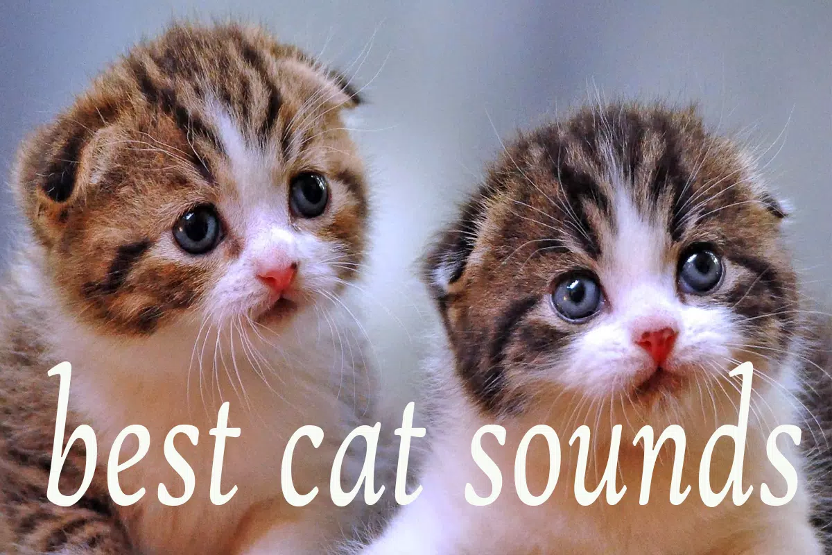 Cat Sounds Mp3 APK for Android Download