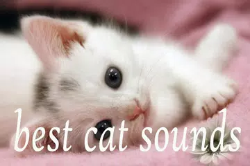 Cat Sounds Mp3 APK download
