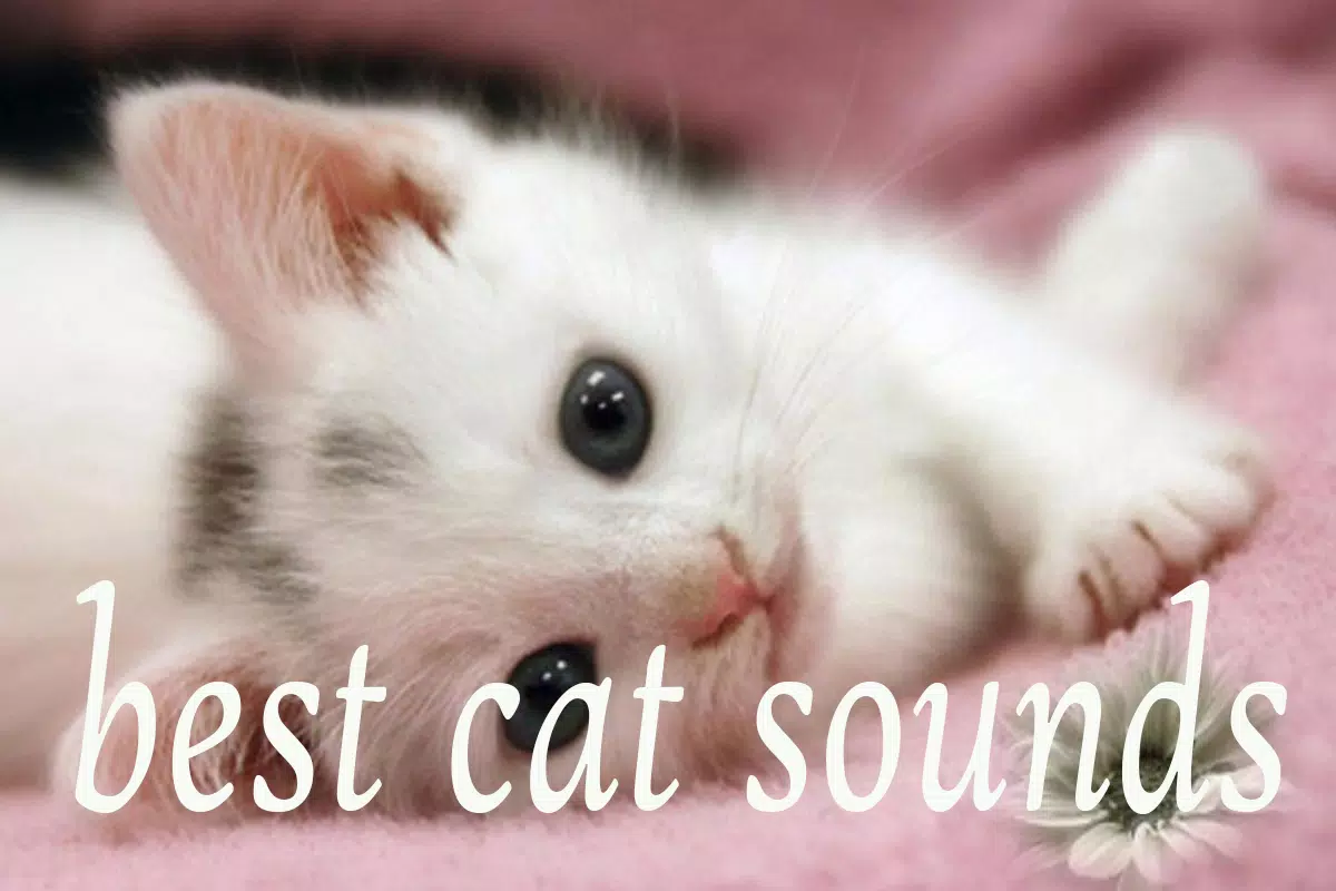 Cat Sounds Mp3 APK for Android Download