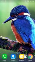 Bird Wallpaper স্ক্রিনশট 3